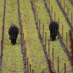 Moo-ve Over Sheep! Cows in the Vineyard | Featured by Napa Green