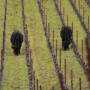 Moo-ve Over Sheep! Cows in the Vineyard | Featured by Napa Green