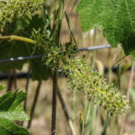 Following the 2026 Growing Season | Flowering
