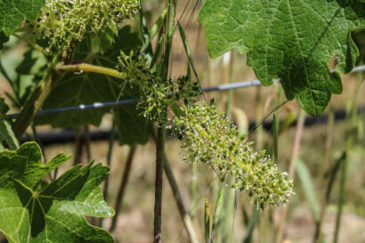 Cabernet Sauvignon Vine in the flowering stage of the growing season at an organic and biodynamic vineyard in Oakville, Napa Valley, California.
