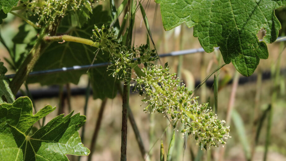 Cabernet Sauvignon Vine in the flowering stage of the growing season at an organic and biodynamic vineyard in Oakville, Napa Valley, California.