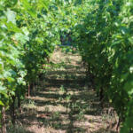 Following the 2026 Growing Season | A Letter from our Winemaker