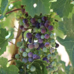 Following the 2026 Growing Season | Veraison