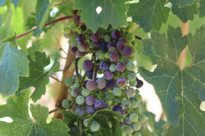 organic cabernet sauvignon grapes going through Veraison in Oakville, Napa Valely, CA