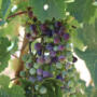 Following the 2026 Growing Season | Veraison
