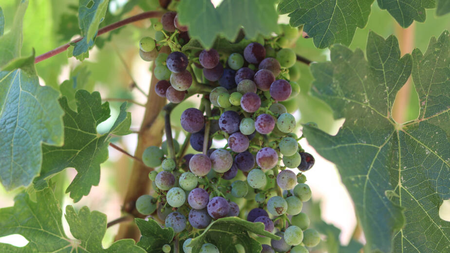 organic cabernet sauvignon grapes going through Veraison in Oakville, Napa Valely, CA